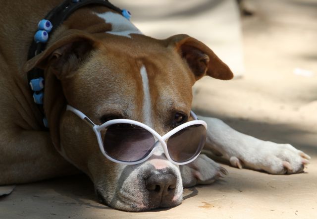 «Σωτήρια» εφαρμογή κινητού τηλεφώνου για όσους έχουν κατοικίδια